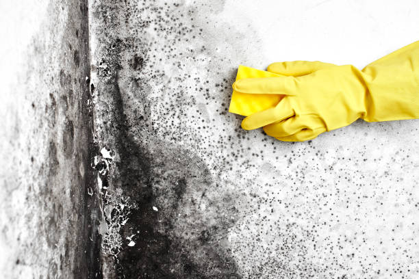 Best Black Mold Remediation in Metamora, IL
