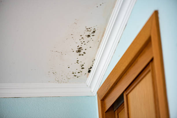 Best HVAC Mold Remediation in Metamora, IL