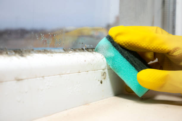 Best Residential Mold Remediation in Metamora, IL
