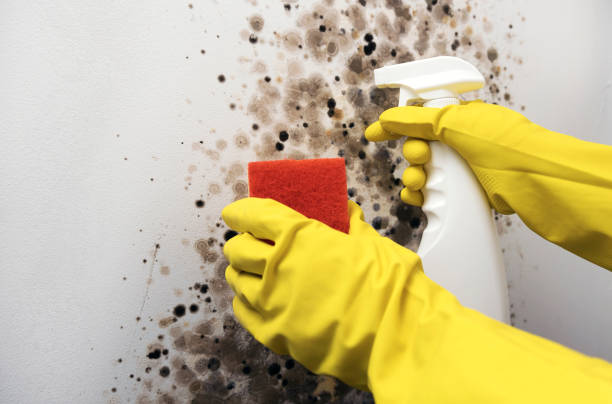 Best Commercial Mold Remediation in Metamora, IL